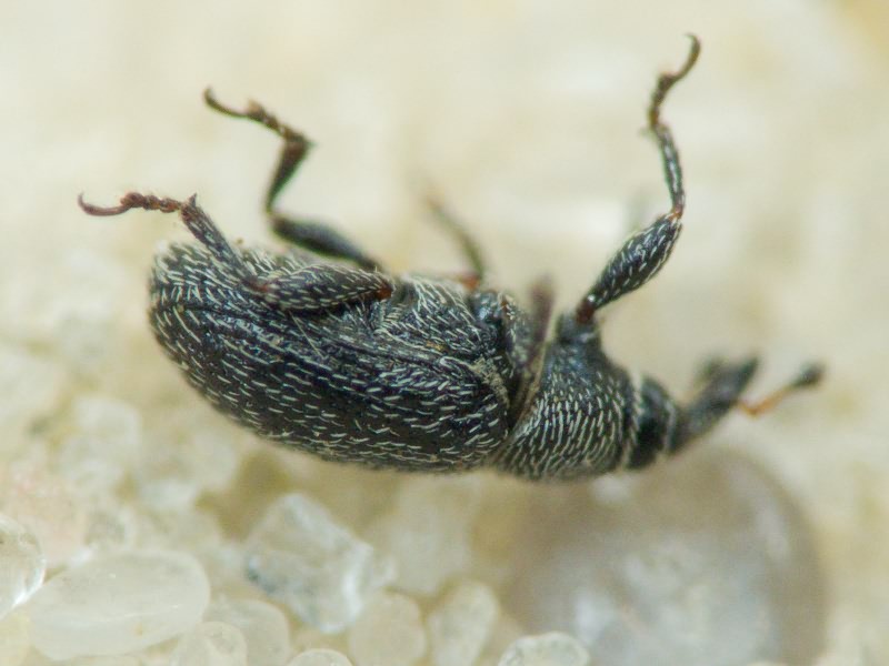 Gymnetron melanarium Germar, 1821